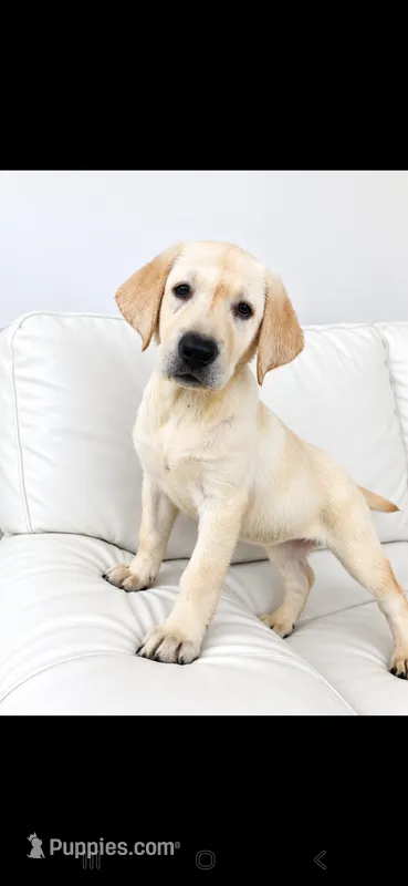 Ellie – Labrador Retriever puppy for sale in Sanderson, FL