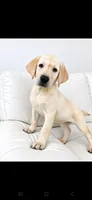 Ellie, a female Labrador Retriever for sale in Sanderson, FL – 1 of 5