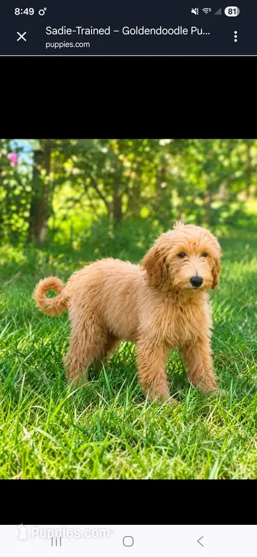 Sadie-Trained – Goldendoodle puppy for sale in Sanderson, FL