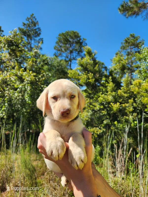 AKC Toffee – Labrador Retriever puppy for sale in Sanderson, FL