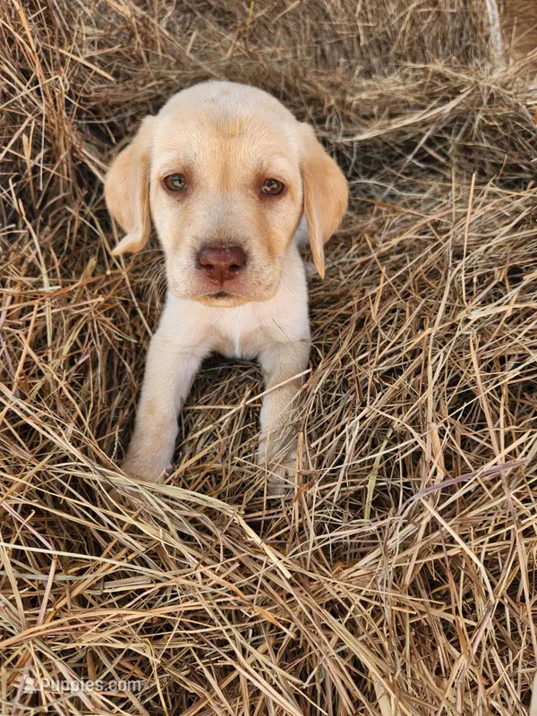 AKC Tucker – Labrador Retriever puppy for sale in Sanderson, FL