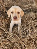 AKC Hunter, a male Labrador Retriever for sale in Sanderson, FL – Photo 1 of 2