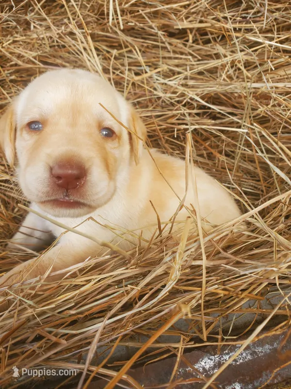 AKC Tucker – Labrador Retriever puppy for sale in Sanderson, FL