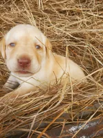 Tucker, a male Labrador Retriever for sale in Sanderson, FL – Photo 2 of 5
