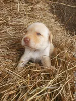 Tucker, a male Labrador Retriever for sale in Sanderson, FL – Photo 3 of 5