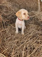 AKC Hunter, a male Labrador Retriever for sale in Sanderson, FL – Photo 2 of 2