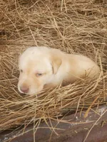 Tucker, a male Labrador Retriever for sale in Sanderson, FL – Photo 5 of 5