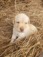 Tucker, a male Labrador Retriever for sale in Sanderson, FL – Photo 4 of 5