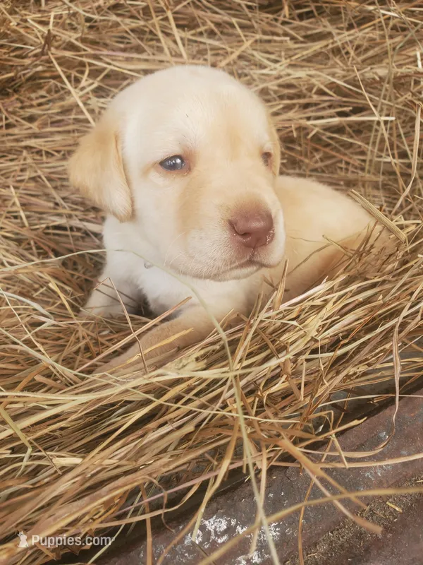 Tucker – Labrador Retriever puppy for sale in Sanderson, FL