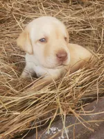 Tucker, a male Labrador Retriever for sale in Sanderson, FL – Photo 1 of 5
