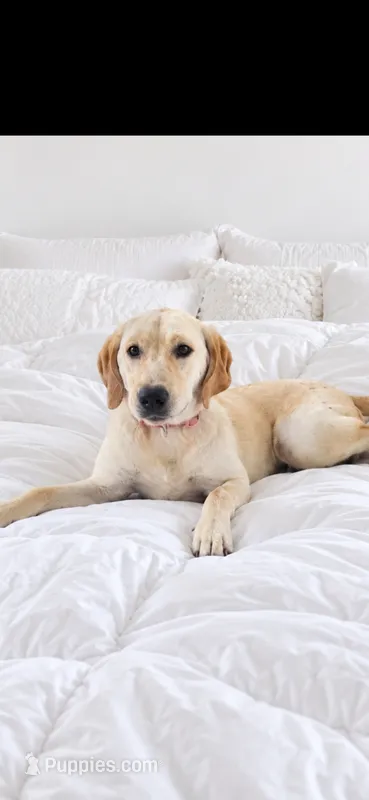 AKC Daisy – Labrador Retriever puppy for sale in Sanderson, FL