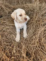 AKC Honey, a female Labrador Retriever for sale in Sanderson, FL – Photo 2 of 2