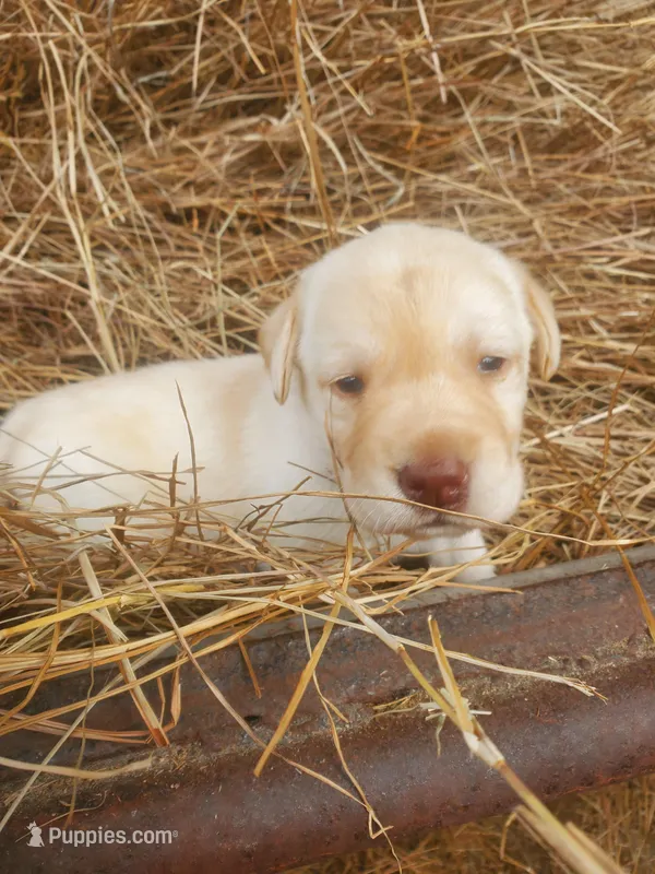 Peaches , a female Labrador Retriever for sale in Sanderson, FL – Photo 1 of 4