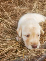 Peaches , a female Labrador Retriever for sale in Sanderson, FL – Photo 3 of 4