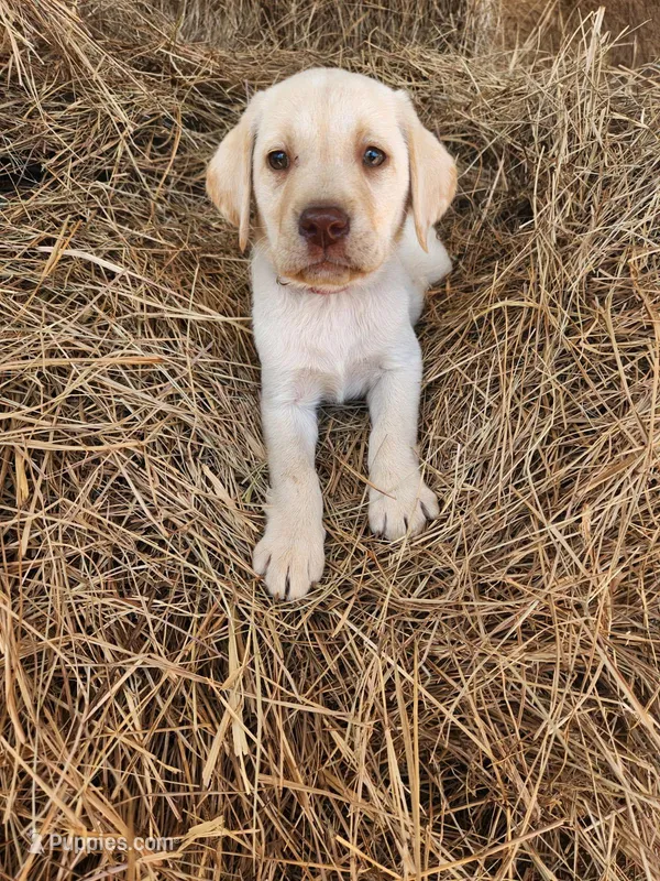 AKC Honey – Labrador Retriever puppy for sale in Sanderson, FL
