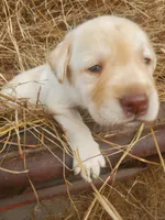 Peaches , a female Labrador Retriever for sale in Sanderson, FL – Photo 2 of 4