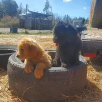 Bandit, a male Labradoodle for sale in Sanderson, FL – Photo 4 of 5