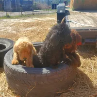 Bandit, a male Labradoodle for sale in Sanderson, FL – Photo 2 of 5