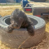 Bandit, a male Labradoodle for sale in Sanderson, FL – Photo 3 of 5
