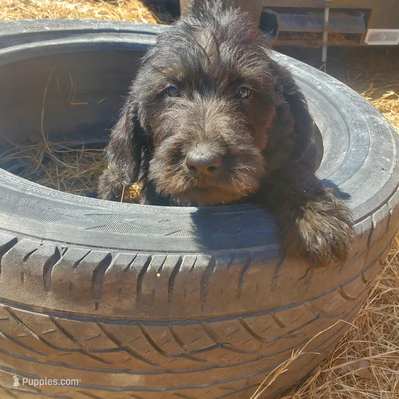 Shadow – Labradoodle puppy for sale in Sanderson, FL