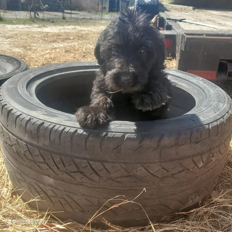 Bandit, a male Labradoodle for sale in Sanderson, FL – Photo 1 of 5