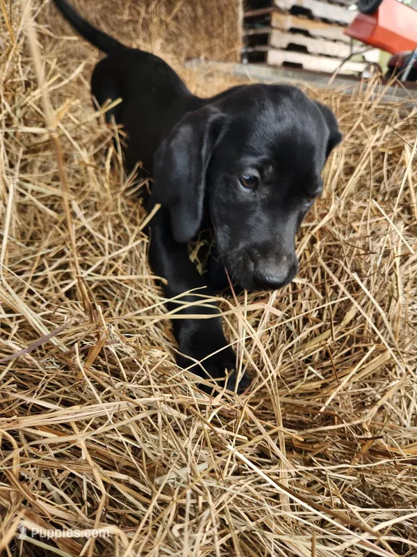 Bandit – Labrador Retriever puppy on hold in Sanderson, FL