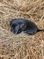 Bandit, a male Labrador Retriever for sale in Sanderson, FL – Photo 4 of 4