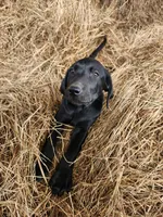Bandit, a male Labrador Retriever for sale in Sanderson, FL – Photo 2 of 3
