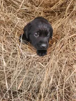Bandit, a male Labrador Retriever for sale in Sanderson, FL – Photo 2 of 4