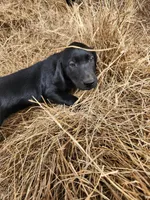 Bandit, a male Labrador Retriever for sale in Sanderson, FL – Photo 3 of 3