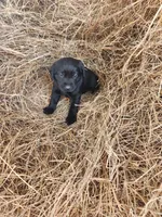 Bandit, a male Labrador Retriever for sale in Sanderson, FL – Photo 3 of 4