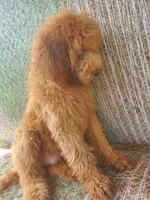 Teddy-Trained, a male Goldendoodle for sale in Sanderson, FL – 8 of 8