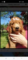 Rosie, a female Goldendoodle for sale in Sanderson, FL – 3 of 4