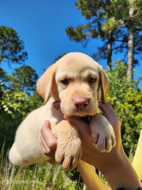 AKC Twinkie – Labrador Retriever puppy for sale in Sanderson, FL