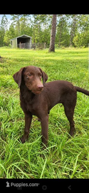 Mocha – Labrador Retriever puppy for sale in Sanderson, FL