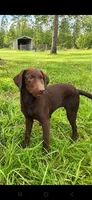 Mocha, a female Labrador Retriever for sale in Sanderson, FL – 1 of 5