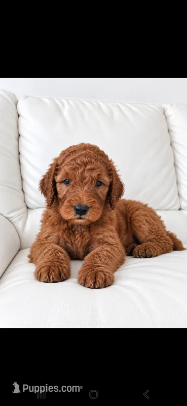 Archie-F1b – Goldendoodle puppy for sale in Sanderson, FL