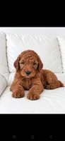 Archie-F1b, a male Goldendoodle for sale in Sanderson, FL – 1 of 10