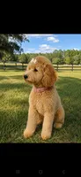 Sadie-Very Sweet! 😍, a female Goldendoodle for sale in Sanderson, FL – 8 of 9