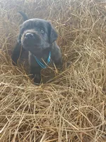 Cash, a male Great Pyrenees and Labrador Retriever for sale in Sanderson, FL – 2 of 4