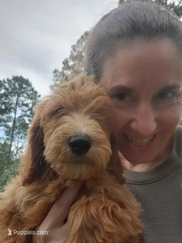 Finn – Goldendoodle puppy for sale in Sanderson, FL