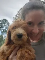 Finn, a male Goldendoodle for sale in Sanderson, FL – 1 of 7