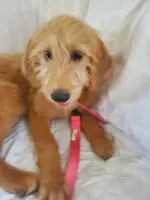 Honey, a female Labradoodle for sale in Sanderson, FL – 1 of 4