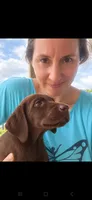 Rocky- Calm, a male Labrador Retriever for sale in Sanderson, FL – 3 of 5