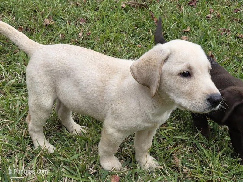 AKC Daisy – Labrador Retriever puppy for sale in Sanderson, FL