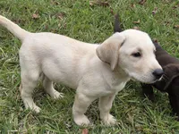 Tilley, a female Labrador Retriever for sale in Sanderson, FL – Photo 5 of 7