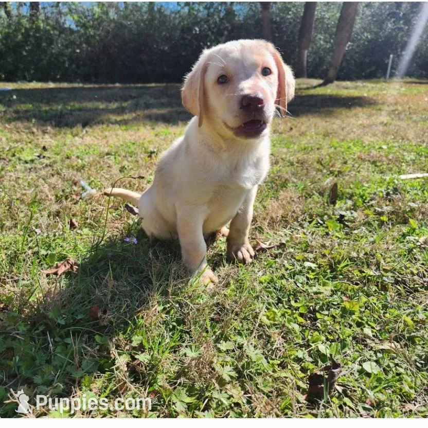 Tilley – Labrador Retriever puppy for sale in Sanderson, FL