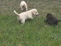 Tilley, a female Labrador Retriever for sale in Sanderson, FL – Photo 7 of 7
