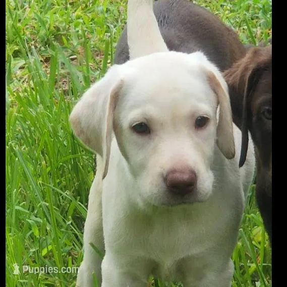 Tilley, a female Labrador Retriever for sale in Sanderson, FL – Photo 4 of 7