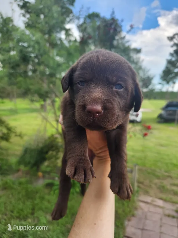 AKC Charlotte – Labrador Retriever puppy for sale in Sanderson, FL
